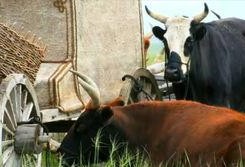 谁爆料八卦大驴的视频最新,视频爆料背后的惊人真相